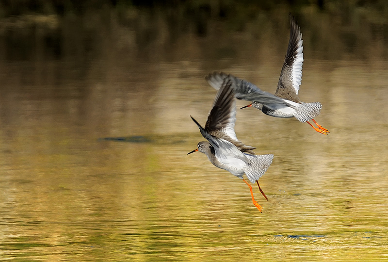 Pettegole in volo
